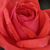 Crvena  - Floribunda ruže - Resolut®